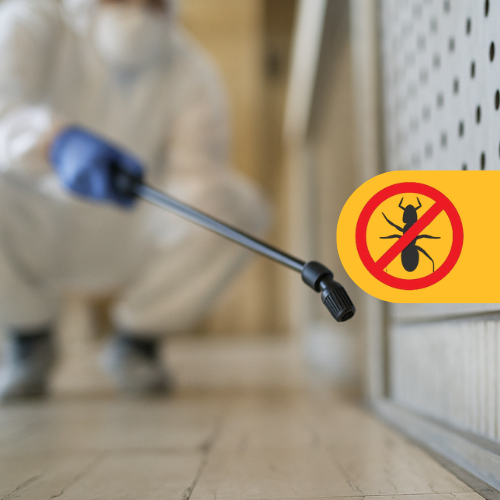 Termite Treatment: image showing termite inspection and treatment in a wooden structure